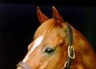 Affirmed<br><a target="blank" href="http://www.bloodhorse.com/horse-racing/photo-store?ref=http%3A%2F%2Fpictopia.com%2Fperl%2Fgal%3Fprovider_id%3D368%26ptp_photo_id%3D408398%26ref%3Dstory">Order This Photo</a>