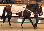 Tattersalls July Sale Concludes With Upswings Tattersalls July Sale Concludes With Upswings