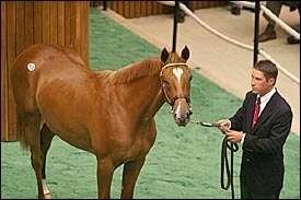 Market Strong In Saratoga Sale's Opening Session; Storm Cat Filly Sells for $1.1 Million Market Strong In Saratoga Sale's Opening Session; Storm Cat Filly Sells for $1.1 Million