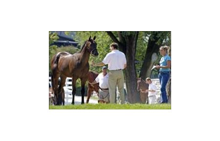 Prospective buyer examines a yearling prospect offered in the Keeneland September sale, which begins Monday and runs through Sept. 25.