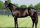 More Than Ready is Australia leading sire of 2-year-olds for the recently ended racing year.