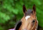 Kentucky Derby winner Barbaro, who is now "being treated aggressively" at New Bolton Center.
<br><a target="blank" href="http://www.bloodhorse.com/horse-racing/photo-store?ref=http%3A%2F%2Fpictopia.com%2Fperl%2Fgal%3Fprovider_id%3D368%26ptp_photo_id%3D399099%26ref%3Dstory">Order This Photo</a>