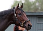 Quality Road
<br><a target="blank" href="http://www.bloodhorse.com/horse-racing/photo-store?ref=http%3A%2F%2Fpictopia.com%2Fperl%2Fgal%3Fprovider_id%3D368%26ptp_photo_id%3D8625943%26ref%3Dstory">Order This Photo</a>