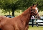 MacArthur Causeway (aka Hip #393) among hot prospects at FTK sale.