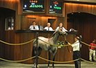 Hip 1049, colt; Macho Uno - La Defense by Wild Again, brought $850,000 to top the Ocala Breeders' Sales Company's 2011 Spring Sale of 2-Year-Olds in Training.