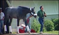 Derby Winner Monarchos Departs Churchill Downs Derby Winner Monarchos Departs Churchill Downs