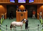 Hip 448 sold for $330,000 at the Saratoga Sale.