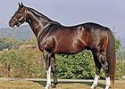 First Winner by Roaring Fever First Winner by Roaring Fever