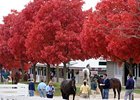 Stakes Winning Filly Tops Keeneland Session Stakes Winning Filly Tops Keeneland Session