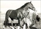 Derby Wins of Triple Crown Victors: Citation Derby Wins of Triple Crown Victors: Citation