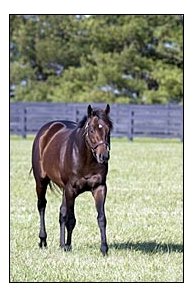 Mineshaft, at Lane's End Farm.