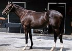 Hip #158 colt, Storm Cat - Get Lucky by Mr. Prospector brought $2 Million during the second session of the 2008 Fasig-Tipton Saratoga selected yearling sale Aug. 5.