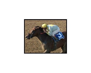 Shine Again, being stretched out by Jerkens.
