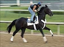 Bellamy Road Breezes Five Furlongs at Churchill Bellamy Road Breezes Five Furlongs at Churchill