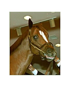 World-record priced colt was sired by Sea of Secrets.