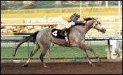 Lady's Secret Dies From Foaling Complications Lady's Secret Dies From Foaling Complications