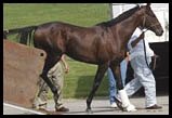 Essence of Dubai, Oaks Contenders in Kentucky Essence of Dubai, Oaks Contenders in Kentucky