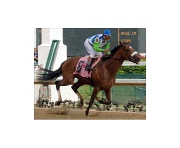 Can Barbaro duplicate his Derby win in the Preakness and Belmont Stakes?