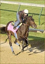 Grade II Winner Santa Catarina Retired Grade II Winner Santa Catarina Retired