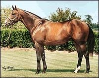 A. P. Indy Colt Brings $900,000 at FT Calder Sale A. P. Indy Colt Brings $900,000 at FT Calder Sale