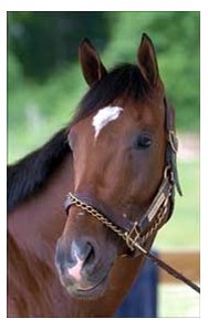 Kentucky Derby winner Barbaro will face 8 in Saturday's Preakness.