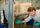 Dr. Larry Galuppo of UC Davis School of Veterinary Medicine is preparing to inject 12 million stem cells grown from a bone marrow sample he collected two weeks previously from his patient.