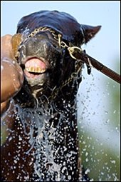 Smarty Jones a Hot 2-5 Favorite in Baltimore Smarty Jones a Hot 2-5 Favorite in Baltimore