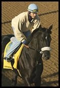 Derby Plans for Mayakovsky Abandoned; Positive News for Windward Passage Derby Plans for Mayakovsky Abandoned; Positive News for Windward Passage