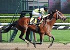 Quality Road returned to the track to win the Amsterdam Stakes at Saratoga Race Course.<br><a target="blank" href="http://www.bloodhorse.com/horse-racing/photo-store?ref=http%3A%2F%2Fpictopia.com%2Fperl%2Fgal%3Fprovider_id%3D368%26ptp_photo_id%3D8382660%26ref%3Dstory">Order This Photo</a>