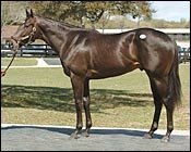 OBS March Sale Sets Records for Gross, Average, and Median OBS March Sale Sets Records for Gross, Average, and Median