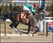 Cherokee's Boy Tops Gotham Field Cherokee's Boy Tops Gotham Field