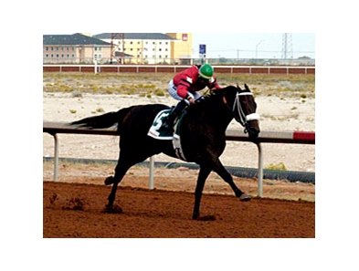 Peppers Pride goes for her 18th straight win in the New Mexico Cup Fillies & Mares Championship.