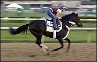 The Cliff's Edge Breezes for Preakness The Cliff's Edge Breezes for Preakness