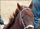 Report: Owners Want Smarty to Run Next Year Report: Owners Want Smarty to Run Next Year