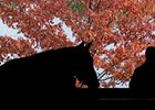 The Keeneland November breeding stock sale established an auction record for gross revenue on day 9.