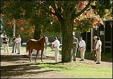 New York Breeders Sale Finishes Strong New York Breeders Sale Finishes Strong