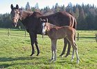 Demon Warlock's first foal, a bay filly out of the stakes-winning mare Miss Manito.