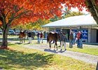 Keeneland November Sale Has 4,695 Lots Keeneland November Sale Has 4,695 Lots