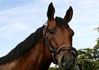 Invasor