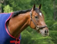 Barbaro in 'Excellent' Condition; Use of Hind Leg in Breeding Explained Barbaro in 'Excellent' Condition; Use of Hind Leg in Breeding Explained