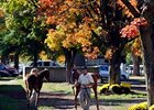 Fusaichi Pegasus Filly Tops N.Y. Sale Fusaichi Pegasus Filly Tops N.Y. Sale