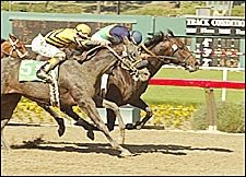 Grade I winner Joey Franco Retired Grade I winner Joey Franco Retired
