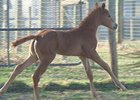 First foal for Capitano, colt out of Suzy's Mandate by Full Mandate.
