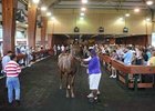 Declines Steep at OBS Fall Sale Opener Declines Steep at OBS Fall Sale Opener