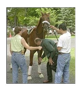 Funny Cide being tended to by assistant trainer Robin Smullins, left, trainer Barclay Tagg, and groom Santos Cardoza, right.