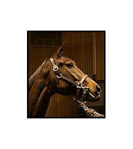 Our Dani, the dam of You, topped Tuesday's Keeneland sale session.