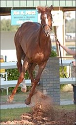Forest Wildcat Filly Sells for $150,000 as OBS April Sale Opens Forest Wildcat Filly Sells for $150,000 as OBS April Sale Opens