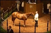 Fasig-Tipton Sale Strong to the End; Average Up 25% Fasig-Tipton Sale Strong to the End; Average Up 25%