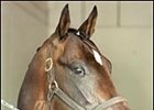 Captain Bodgit to stand at Questroyal.
