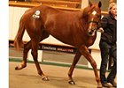 Lot 147; filly, Redback - Flames by Blushing Flame, brought the highest price of 210,000 guineas during the second and final session of the Tattersalls Craven breeze up sale.